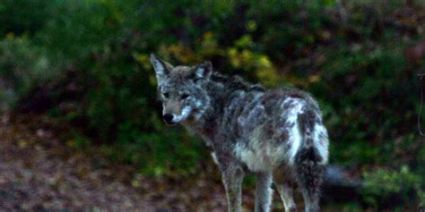 Aggressive Coyote Killed By Mamaroneck Village Police Officer