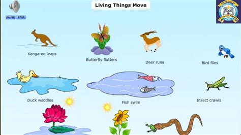 Class 3 Evs Living Things Move Youtube