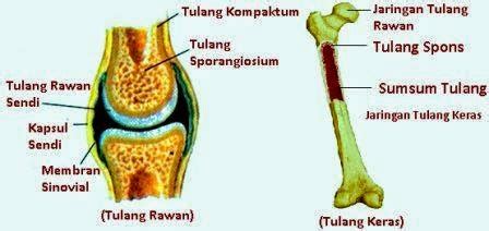 Perbedaan Struktur Tulang Rawan Dan Tulang Keras Ini Penjelasannya