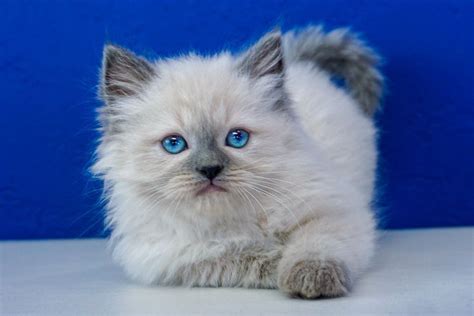 Find lovable cats or baby kittens for sale that you've searched for online at your nearest animal shelter or rescue group for a. Ragdoll Kittens for Sale Near Me in 2020 | Ragdoll kitten ...