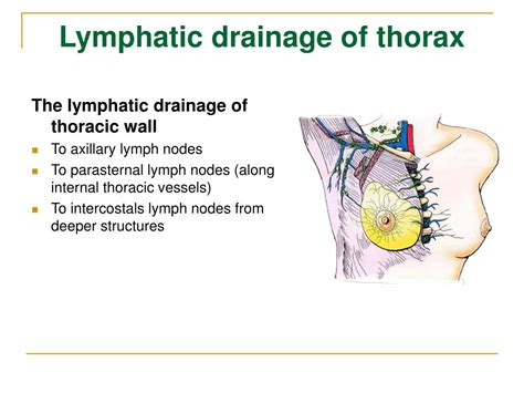 Intrathoracic Lymph Node