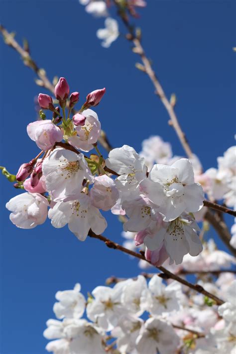 Prunus Akebono I Love The White Flowered Cherries As The Petals Fall