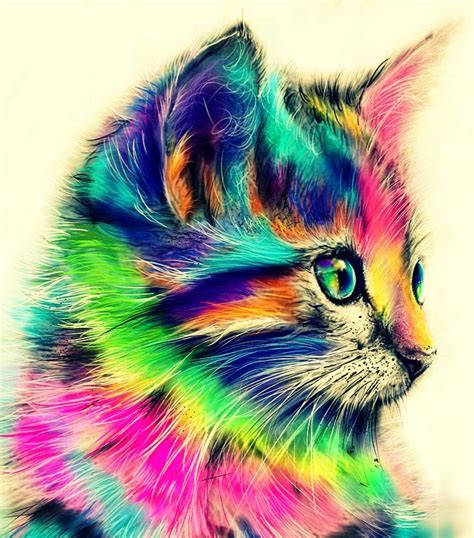 Colorful Cat Wallpapers Top Free Colorful Cat Backgrounds