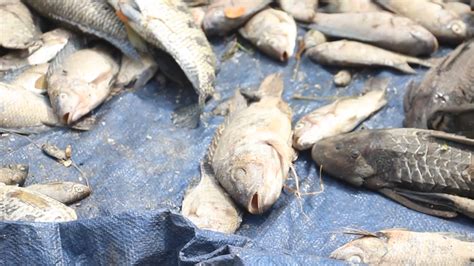 Fishermen Face Another Fish Kill In The Rio Cobre Cvm Tv