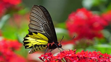 Most Beautiful Butterflies In The World ~ Pict Art