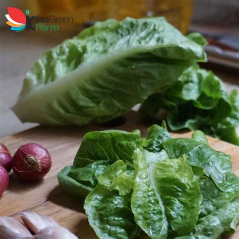 Jual Sayur Romaine Lettuce Organik Inagreen 250 Gram Bandung Halal Di