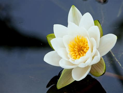 Water Lily Flower Free Stock Photo Public Domain Pictures