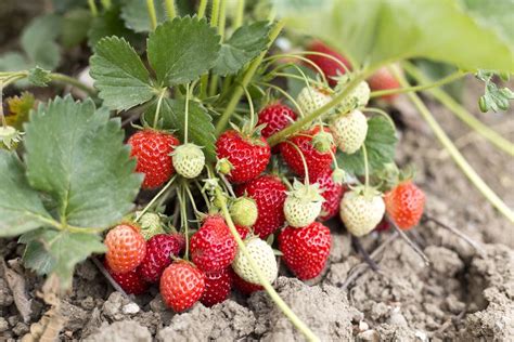 How To Grow Strawberries Gardeningetc