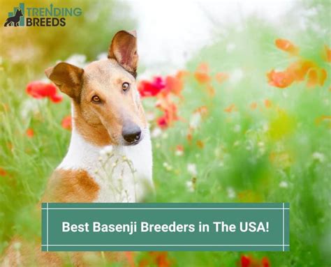 6 Best Basenji Breeders In The Usa 2024