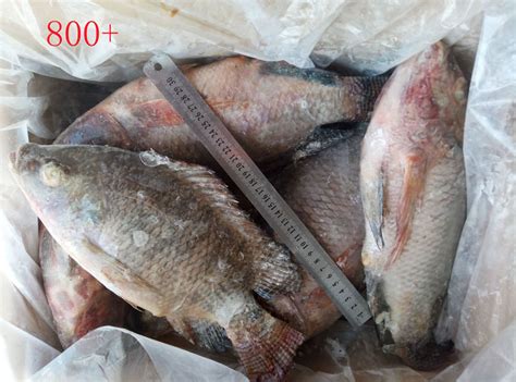 Food Fresh Tilapia Farm Tilapia Fish Gutted Scaled Whole Tilapia For
