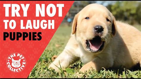 Try Not To Laugh Funny Puppies Compilation 2017