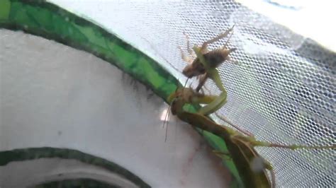 Praying Mantis Eating Youtube