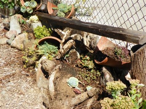You'll find a wide variety of lizards at your pet store to choose from. Creating a Wildlife-Friendly Backyard