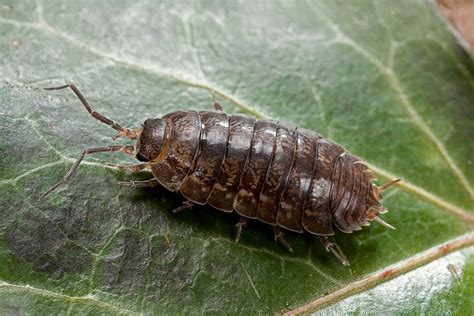15 Fascinating Facts About Pill Bugs Pill Bug Potato Bugs Woodlice