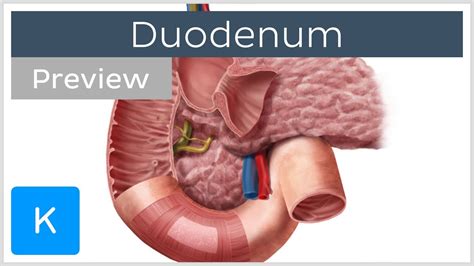 Duodenum Function And Overview Preview Human Anatomy Kenhub YouTube
