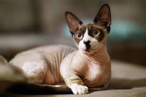 Sphynx Cat Breed Profile And Information