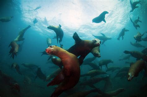 Channel Islands National Park California California Sea Lions