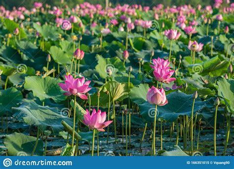Beautiful Scenery Of Blooming Pink Lotus Flower Plants On Water Stock