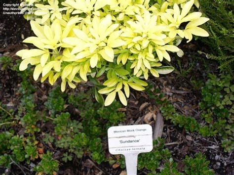 Check spelling or type a new query. PlantFiles Pictures: Choisya, Mexican Orange 'Sundance ...