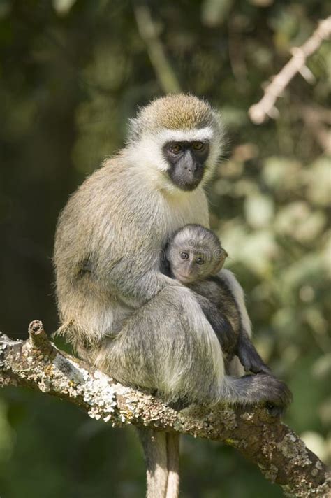 Female Vervit Monkey And Her Baby Sitting In Tree Outside Of Lewa