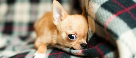 The discomfort worsens with any activity that puts a strain on the abdomen, such as heavy lifting, running, or bearing down during bowel movements. How do I know if the bump on my puppy's stomach is an ...