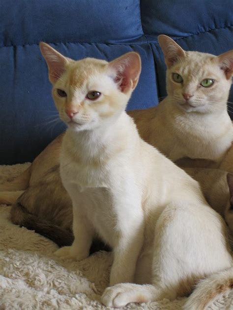 Is the burmese cat the right cat breed for you? Burmese Cats and Kittens - Colours we breed