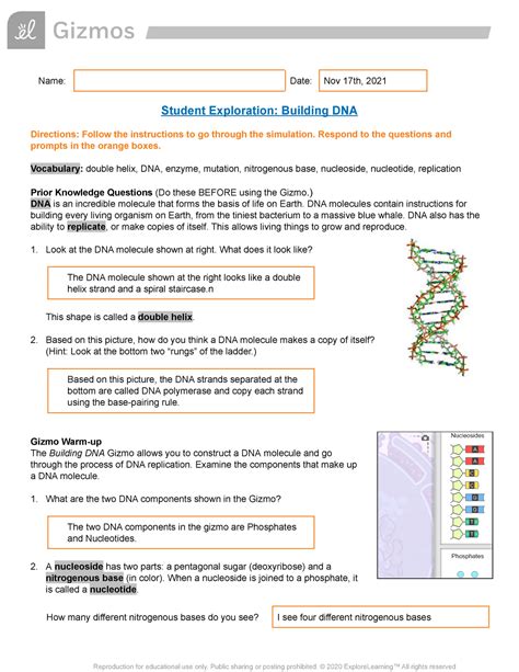 Rna And Protein Synthesis Gizmo Lab Worksheet Studocu