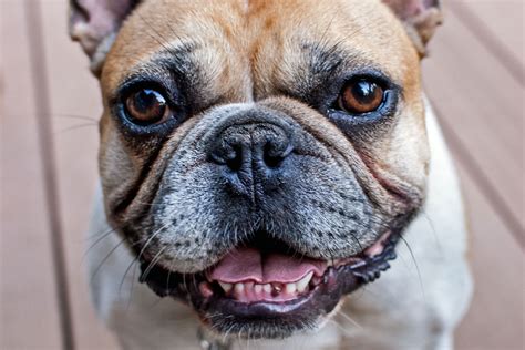 The puppies have 28 teeth, but these fall our during the teething stage to be replaced with 42 teeth at around 3 months onwards. French Bulldog Teeth - How to Deal With Tartar and Plaque ...