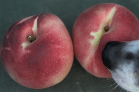 If you have a question that needs. Can Dogs Eat Peaches ? | Pet Comments