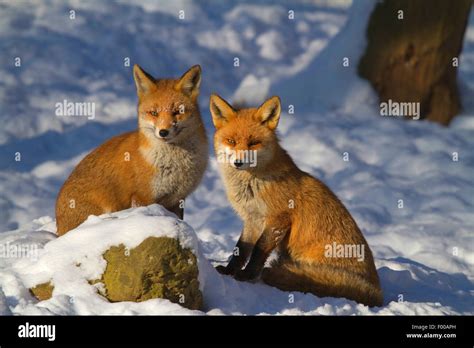 Red Fox Vulpes Vulpes Male And Female In Mating Season In Winter