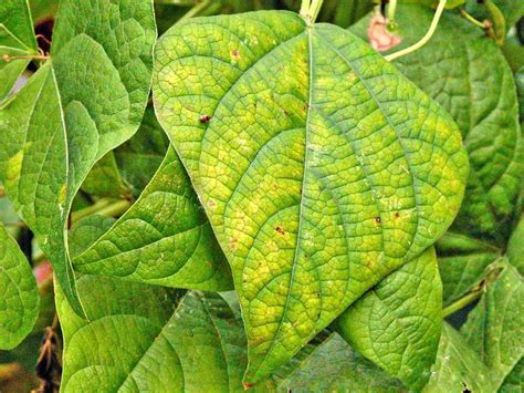 What Are The Symptoms Of Nutrient Deficiency In Plants