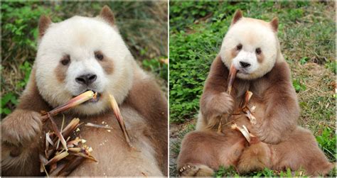 Worlds Only Brown Panda Who Was Bullied As A Cub Finally Gets Adopted