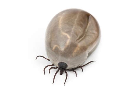 Engorged Deer Tick Vs Engorged Dog Tick 5 Differences