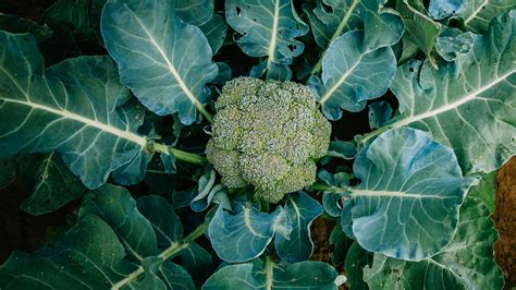 Learn How To Grow And When To Harvest Broccoli Plants Spark Joy
