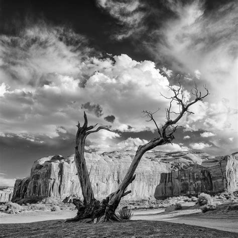 Monument Valley Juniper Tree And Mesa Photograph By Silvio Ligutti