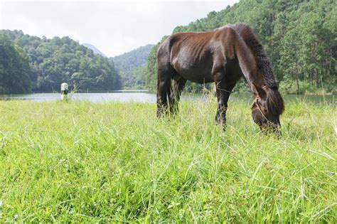 Brown Horse Eat Grass Stock Photo Image Of Color Pasture 24585902