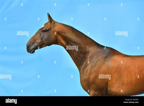Bay Akhal Teke Horses Head And Neck Isolated On Bright Blue Background