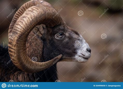 Portrait Of A Sheep European Mouflon Of Corsica Stock Photo Image Of