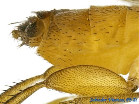Diptera Phoridae Scuttle Flies H Urban Programs El Paso County
