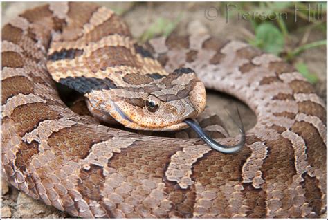 Eastern Hognose Snake Heterodon Platirhinos A Photo On Flickriver
