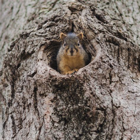 Squirrel Hiding In Tree Hole Buy Photos Ap Images Detailview