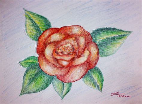 Sketsa Bunga Lukisan Bunga Mawar Terbaru Kaata