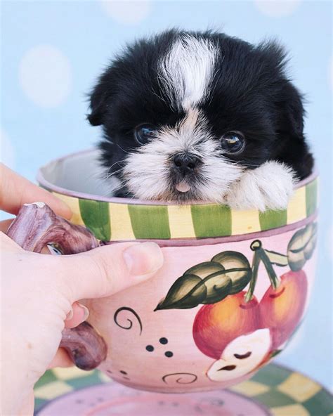 Tiny Imperial Shih Tzu Puppy By Teacups Puppies And Boutique