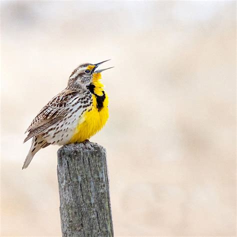 Birdwatching Western Meadowlark A Popular State Bird Wildlife