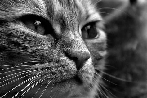 Cat Black And White Cute · Free Photo On Pixabay