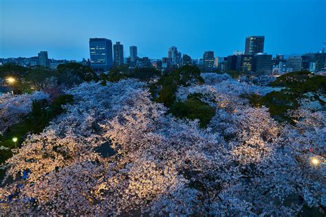 舞鶴公園夜桜 Cherry Blossoms Of Maizuru Park Fukuoka Japan So Flickr