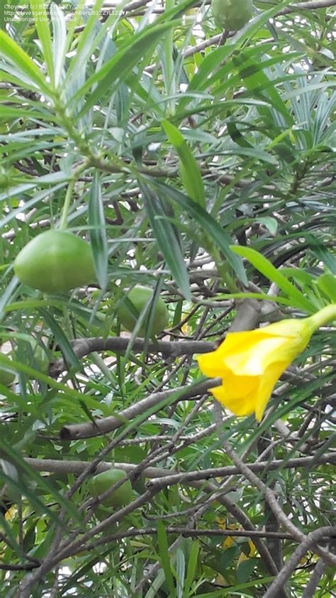 Even though it is not so easy to identify trees, having a brief. Plant Identification: CLOSED: panama tree with yellow ...