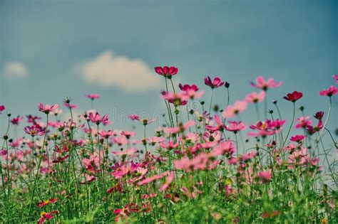 Pink Cosmos Flower With Blue Sky And Cloud Background Stock Image