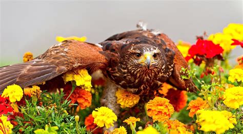 3840x2160 Resolution Brown Eagle On Flower Field Hd Wallpaper