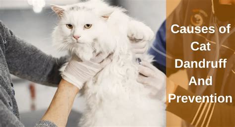 Causes Of Cat Dandruff And Prevention A Guide To Dandruff In Cats